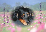 ロメオちゃんのメモリアル写真　ペット葬儀日：２０１０年６月６日　千葉県よりご依頼